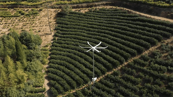 “倒春寒” 专家指导助茶农AG真人游戏平台春茶遭遇(图1)