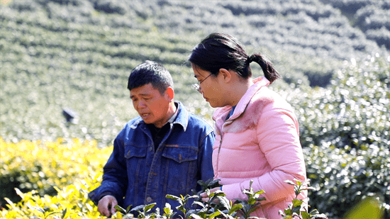 “倒春寒” 专家指导助茶农AG真人游戏平台春茶遭遇(图2)